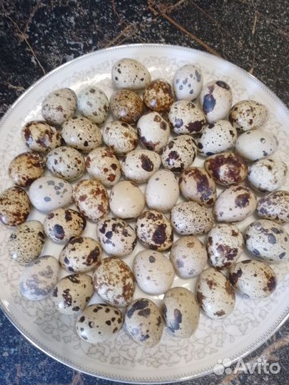 Яйца перепелиные, мясо перепела