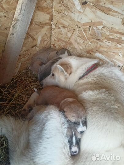 Щенки лайки зсл