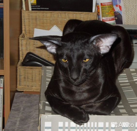 Магия эбони