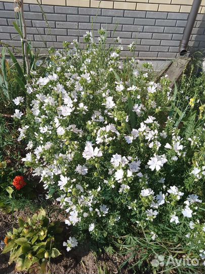 Мальва мускусная белая (Лаватера мускусная)