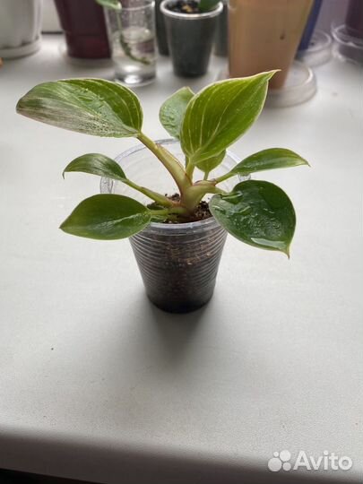 Филодендрон биркин