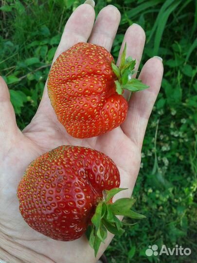 Рассада ремонтантной клубники