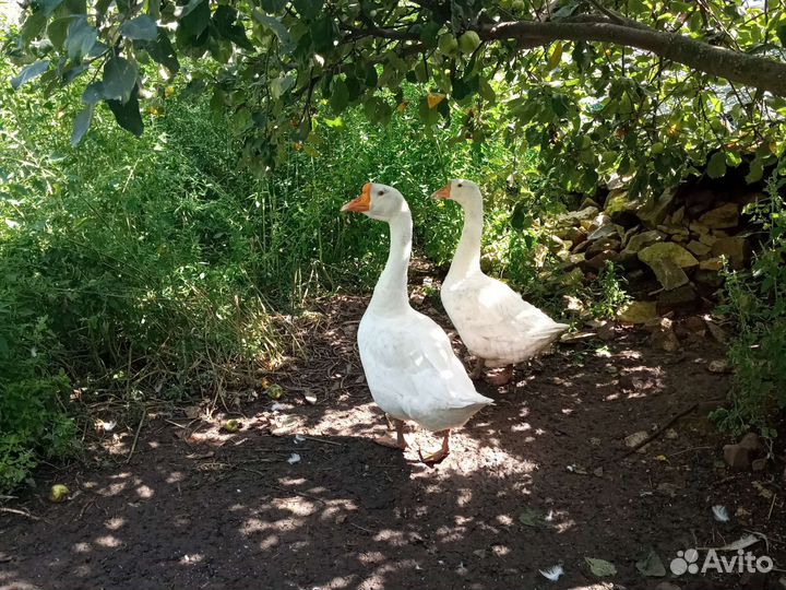 Утки,гуси
