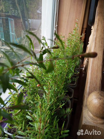 Гранат комнатный