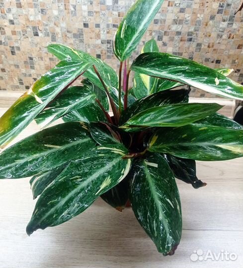 Строманта Меджик Стар