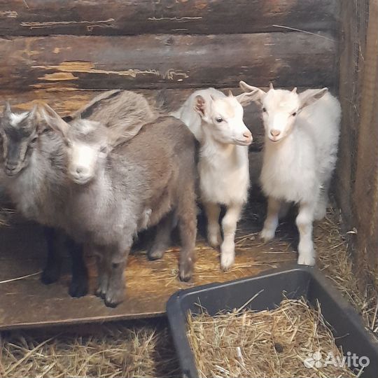 Коза нубийская