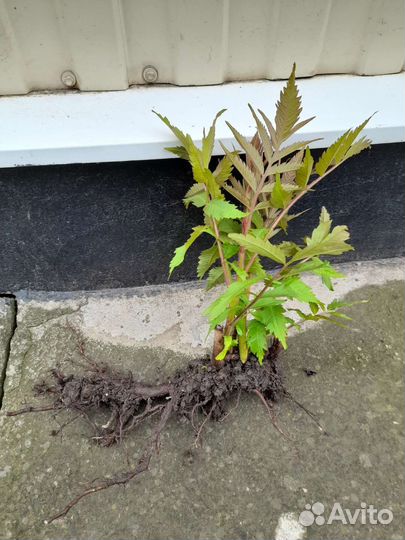 Сумах оленерогий