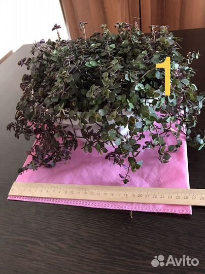 Традесканция,каланхоэ,каллизия