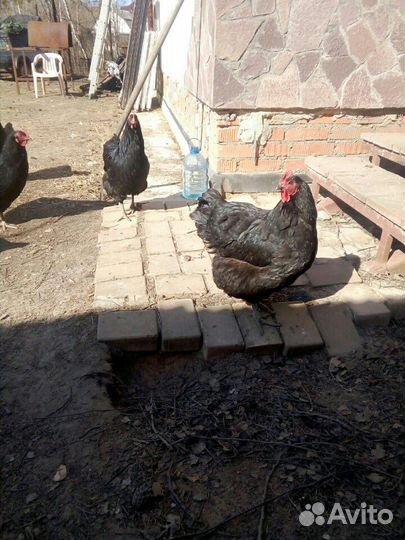 Куры породы Джерсийский гигант