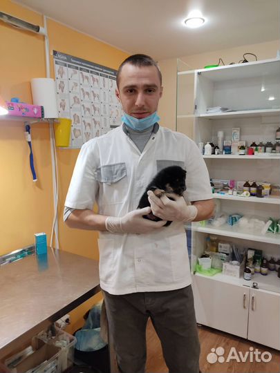 Ветеринарный врач на дом. Ветеринарная клиника