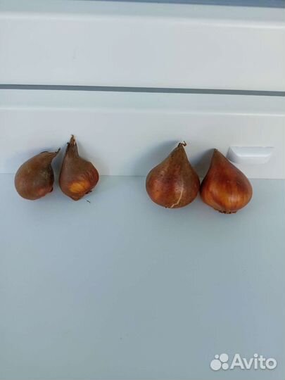 Луковицы тюльпанов сортовых