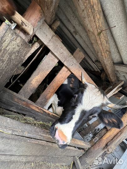 Корова телка