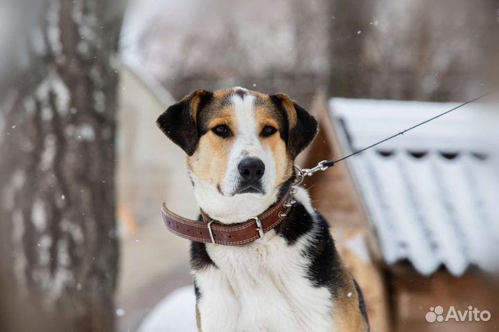 Пёс Барон ищет дом