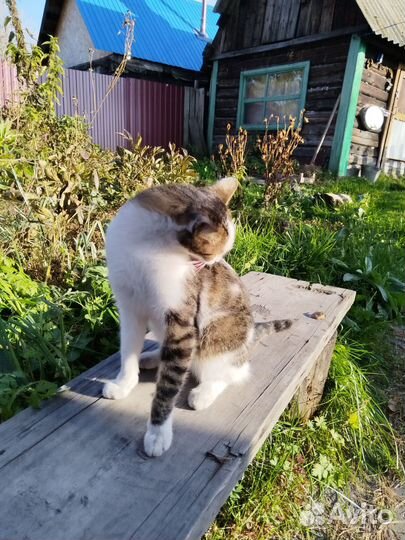 Кот мышелов