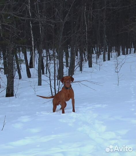 Щенки венгерской выжлы (легавая)