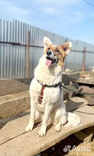 Лайка метис девочка 1 год