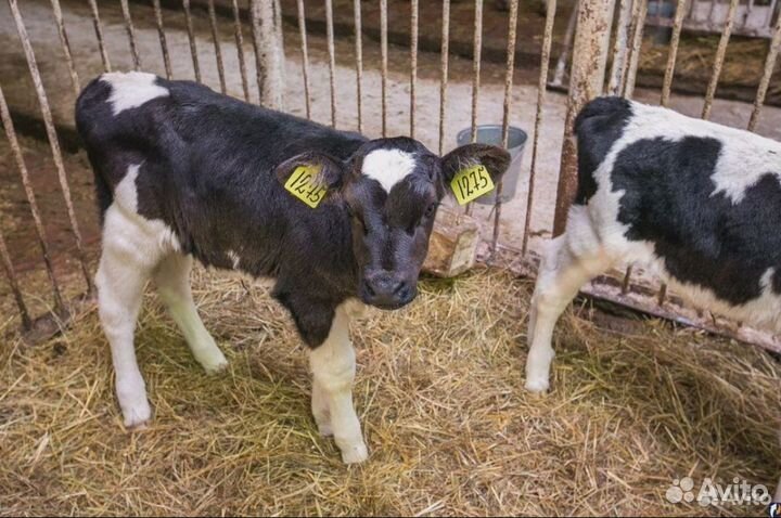 Бычеи холмогоры