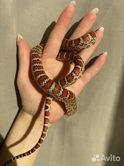 Королевская змея, полоз