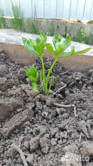 Морозник махровый