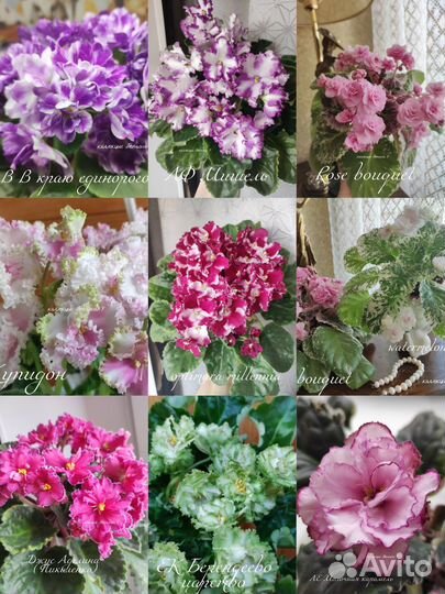 Сортовые фиалки