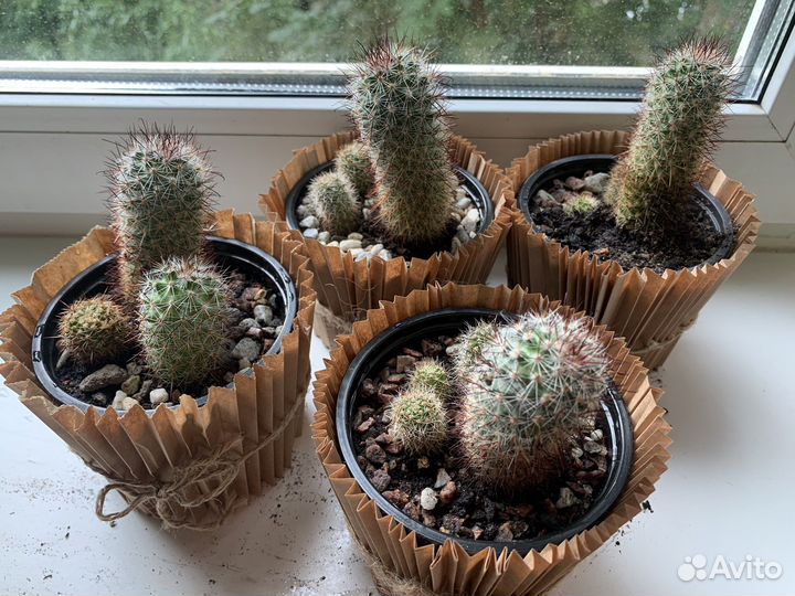 Кактус маммилярия