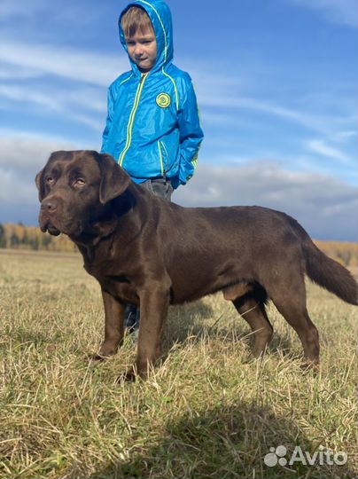 Щенки лабрадор