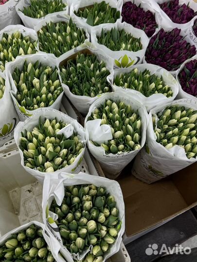 Белые тюльпаны на 8 марта опт