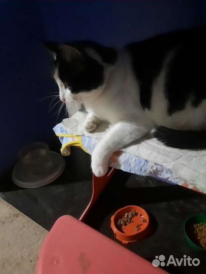 Кошки в добрые руки бесплатно