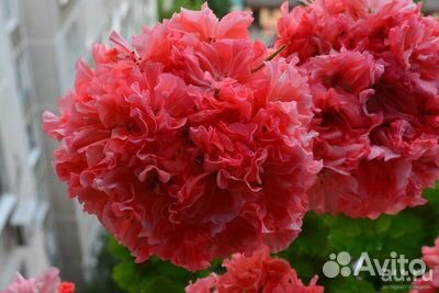 Пеларгония 