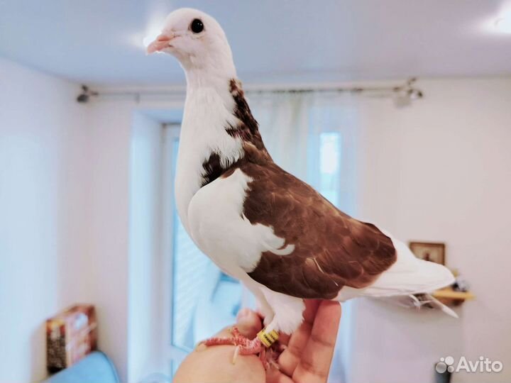 Домашний голубь