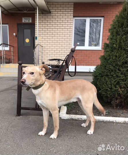 Рыжий ищет дом