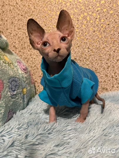 Канадский сфинкс кастрирован