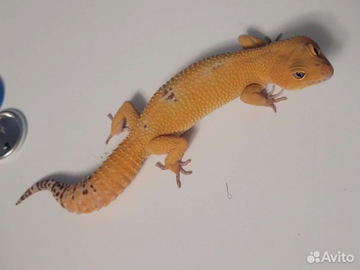 Эублефар вязка