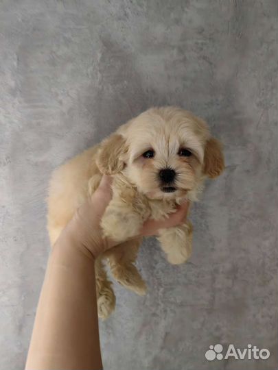 Мальтипу f1 с документами