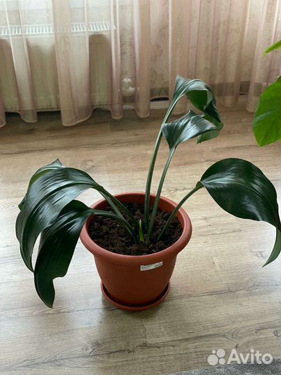 Монстера и эухарис