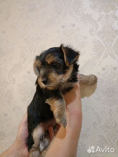 Йоркширский терьер девочка
