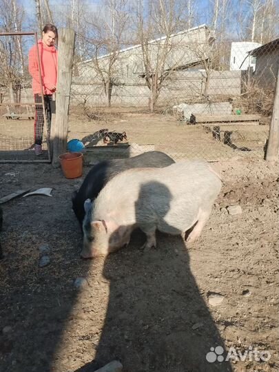 Вьетнамские поросятки