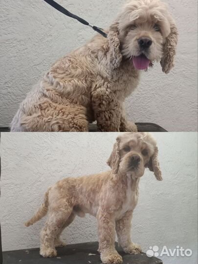 Стрижка собак/Груминг/Грумер