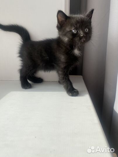 Котята с красивыми глазами