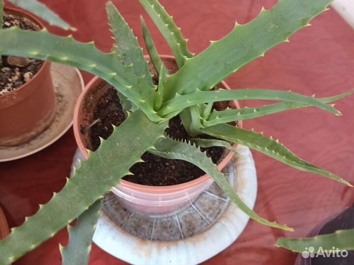 Алоэ столетник