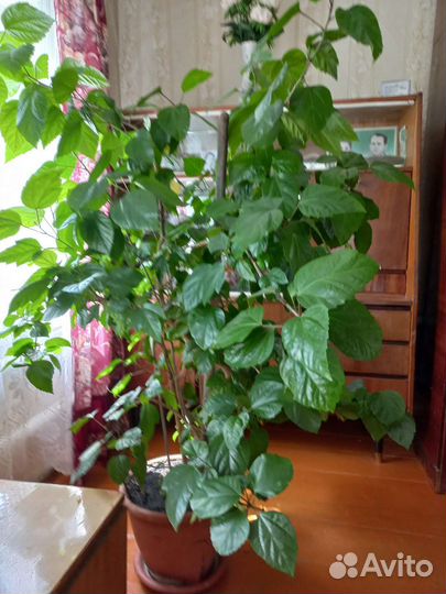 Гибискус китайская роза