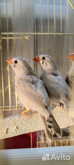 Зебровые амадины