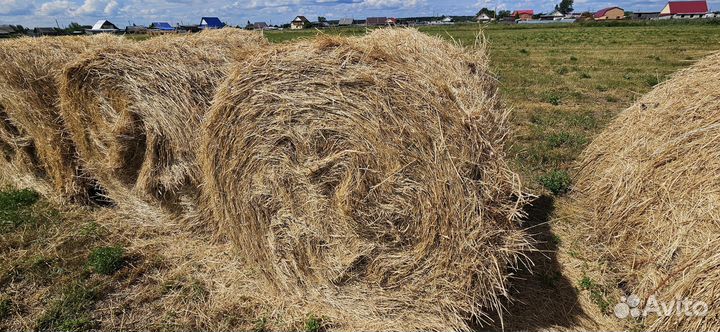 Продам сено в рулонах