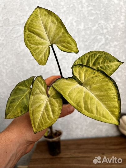 Сингониум батерфляй