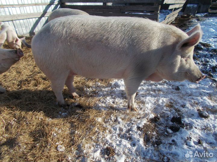 Мясо свинина