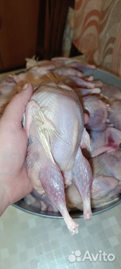 Корм для животных собак кошек кур