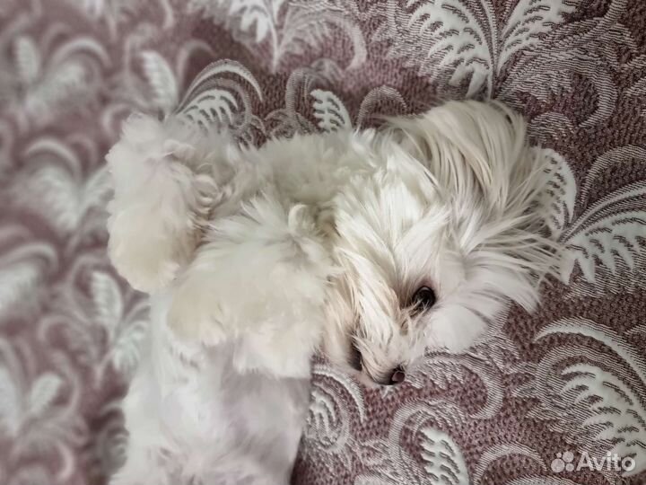 Мальтезе кобель, вязка