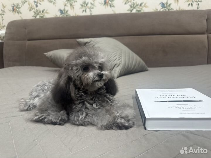 Пудель Тедди Китай