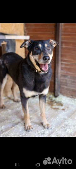 Молодой пёс попал в приют