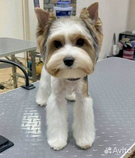 Бивер йорк вязка